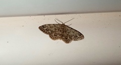 Idaea