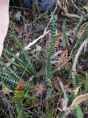 Banksia obtusa