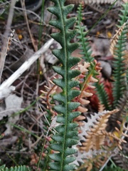 Banksia obtusa