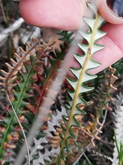 Banksia obtusa