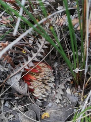 Banksia obtusa
