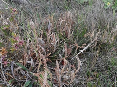 Banksia obtusa