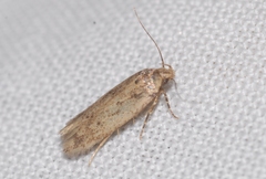 Bryotropha pallorella