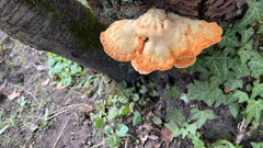 Laetiporus sulphureus