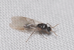 Crematogaster scutellaris