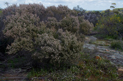 Thryptomene australis australis