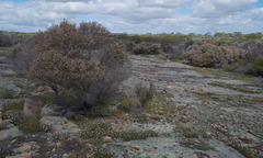 Thryptomene australis australis