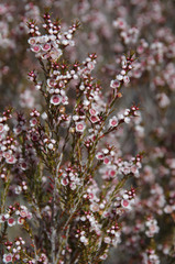 Thryptomene australis australis