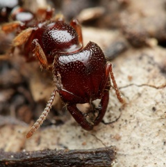 Amblyopone australis