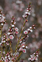 Thryptomene australis australis