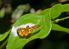Odina hieroglyphica