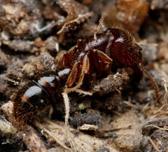 Amblyopone australis