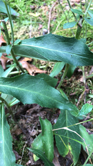 Hieracium umbellatum