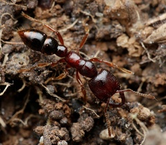 Amblyopone australis