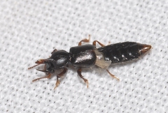 Bledius