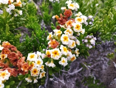 Heliotropium