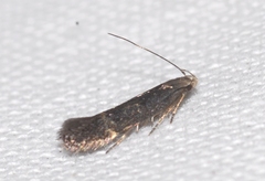 Aproaerema anthyllidella