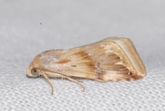 Eublemma ostrina