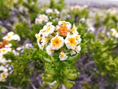 Heliotropium