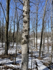 Populus