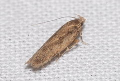 Bryotropha pallorella