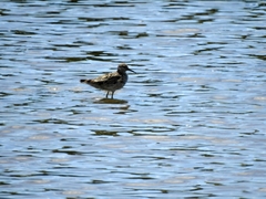 Calidris tenuirostris