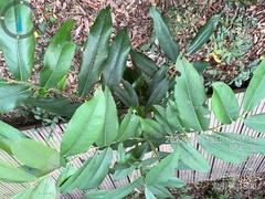Diospyros blancoi