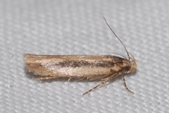 Bryotropha pallorella