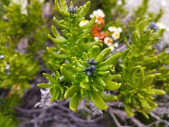 Heliotropium