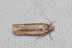 Bryotropha pallorella