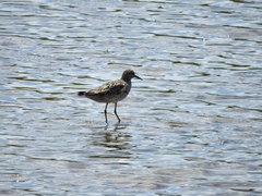 Calidris tenuirostris
