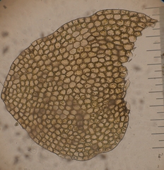 Calypogeia integristipula
