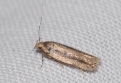 Bryotropha pallorella