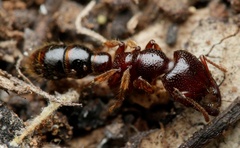 Amblyopone australis