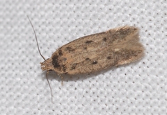 Bryotropha pallorella