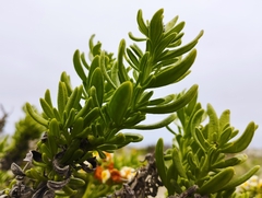 Heliotropium