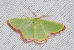 Eucrostes indigenata