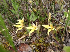 Caladenia flava flava