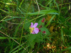 Rhexia virginica