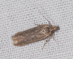 Bryotropha pallorella