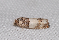 Epinotia thapsiana