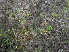 Caladenia flava flava