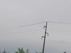 Sturnus vulgaris