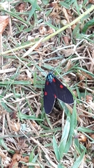 Cyanopepla fastuosa