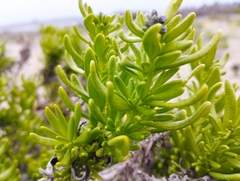 Heliotropium