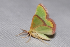 Eucrostes indigenata