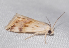 Eublemma ostrina