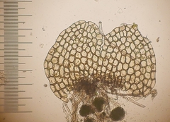 Calypogeia integristipula