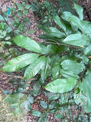 Artabotrys hexapetalus