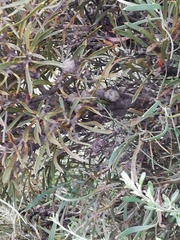 Hakea corymbosa